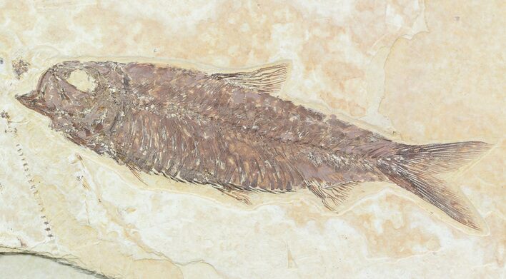 Detailed, Knightia Fossil Fish - Wyoming #57110